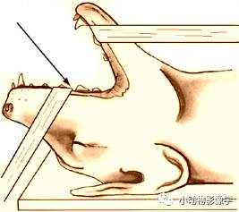 动物拍片腹部怎么摆如何为犬猫拍摄一张摆位完美的X线片_https://www.jmylbn.com_新闻资讯_第5张
