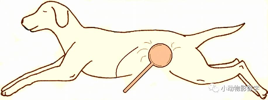 动物拍片腹部怎么摆如何为犬猫拍摄一张摆位完美的X线片_https://www.jmylbn.com_新闻资讯_第34张