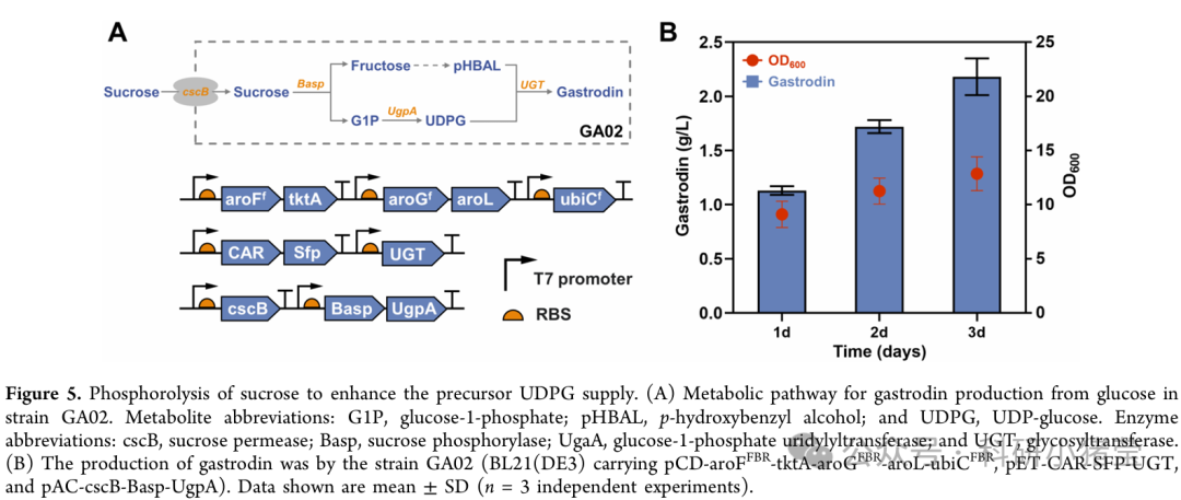 天麻素核心酶挖掘5