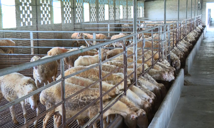 乡村振兴进行时丰收海南屯昌篇屯昌坡心镇湖羊特色养殖产业助力乡村