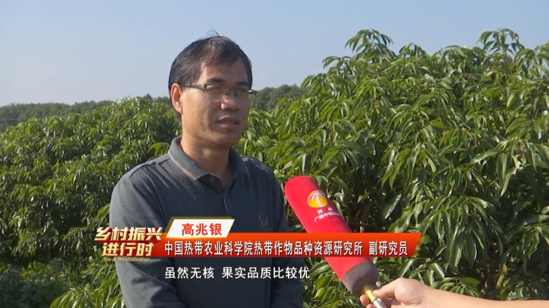 无核荔枝产量如何