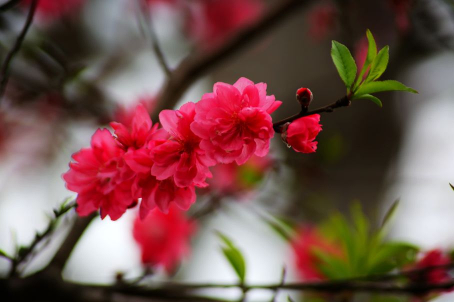 梅花:高洁,坚强过去一个多月里全县上下竭尽全力共同守护着我们的美丽