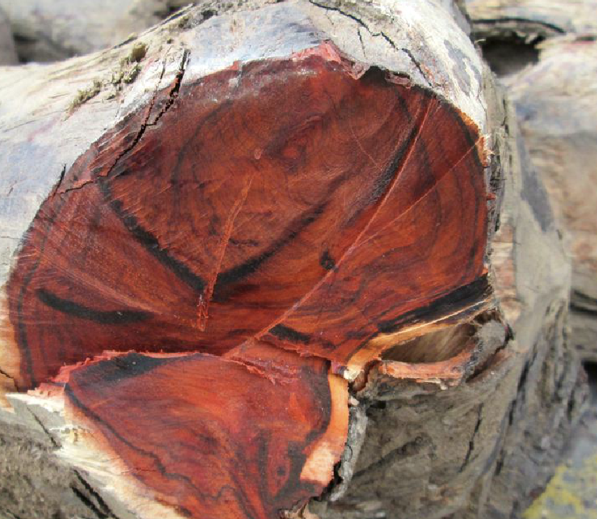 小叶紫檀与血檀的特征及鉴别