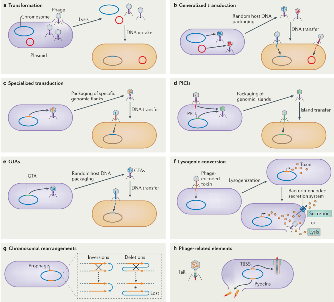 图2:噬菌体在细菌致病性和进化中的作用噬菌体通过多种机制影响细菌的