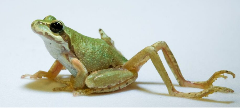 世间生物进化_世间进化生物是什么_世界上的进化