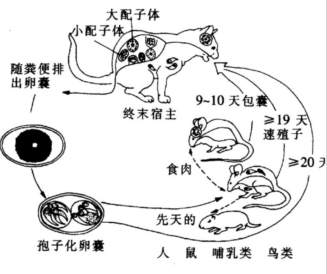 世间生物进化_世界上的进化_世间进化生物是什么
