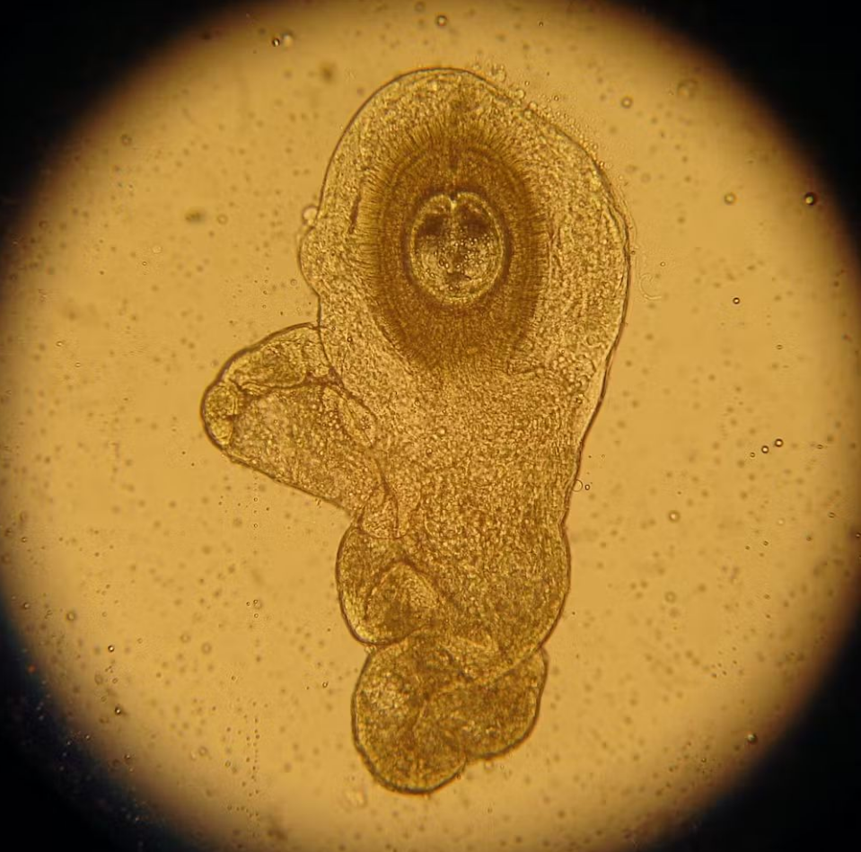 世间进化生物是什么_世间生物进化_世界上的进化