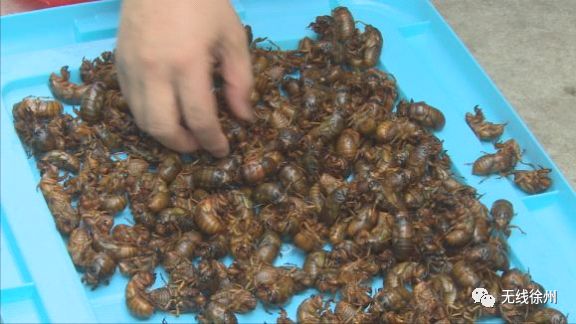 70元一斤知了猴“破土”上市 想吃要注意