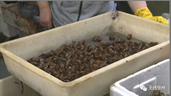 70元一斤知了猴“破土”上市 想吃要注意