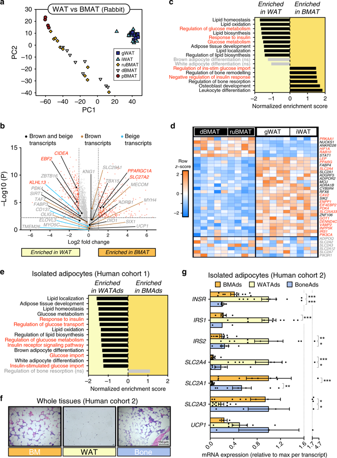 bm细胞是什么细胞Nature communications：骨髓脂肪组织是独特的脂肪亚型，在葡萄糖稳态中具有独特的作用_https://www.jmylbn.com_新闻资讯_第2张