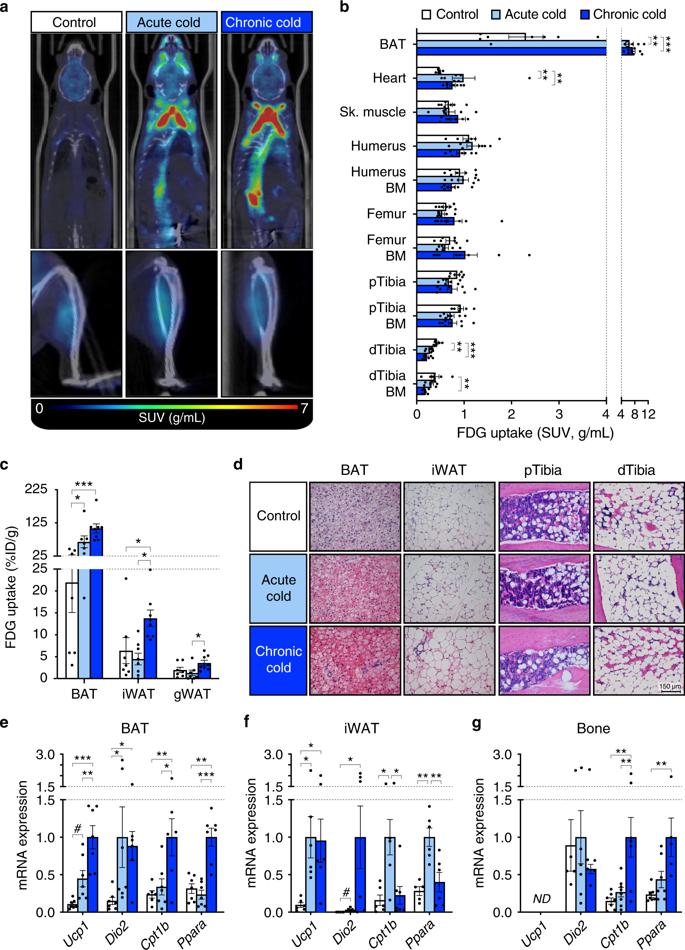 bm细胞是什么细胞Nature communications：骨髓脂肪组织是独特的脂肪亚型，在葡萄糖稳态中具有独特的作用_https://www.jmylbn.com_新闻资讯_第6张