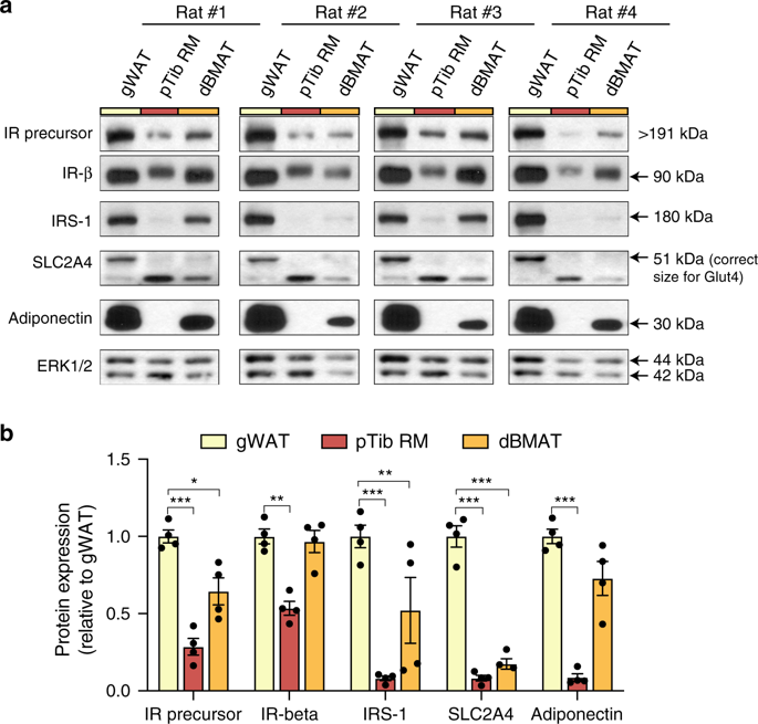 bm细胞是什么细胞Nature communications：骨髓脂肪组织是独特的脂肪亚型，在葡萄糖稳态中具有独特的作用_https://www.jmylbn.com_新闻资讯_第3张