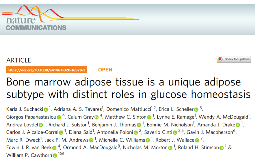 bm细胞是什么细胞Nature communications：骨髓脂肪组织是独特的脂肪亚型，在葡萄糖稳态中具有独特的作用_https://www.jmylbn.com_新闻资讯_第1张