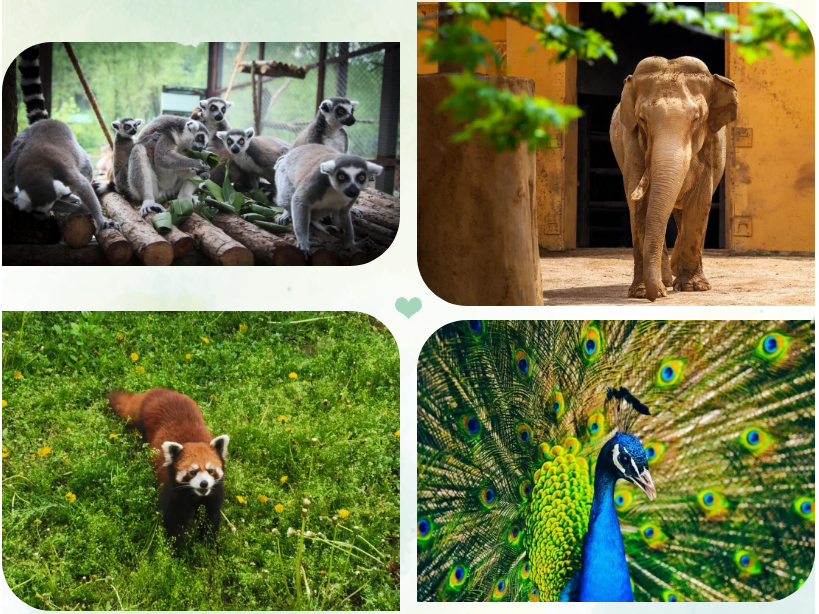 攻略来了！到达沈阳后这样走！