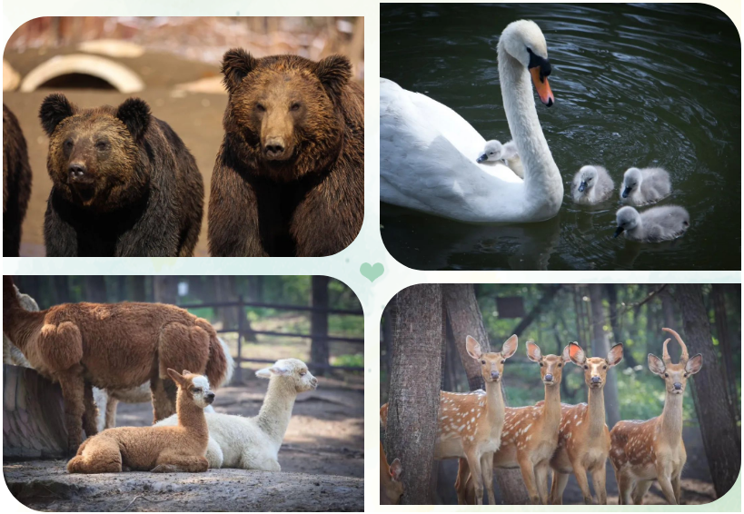 攻略来了！到达沈阳后这样走！