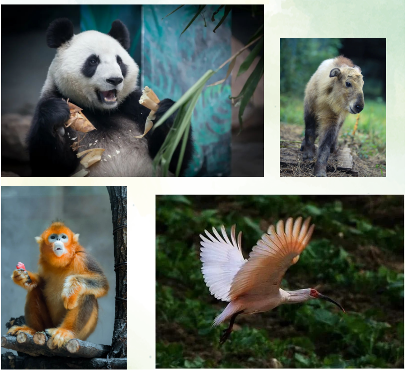 攻略来了！到达沈阳后这样走！