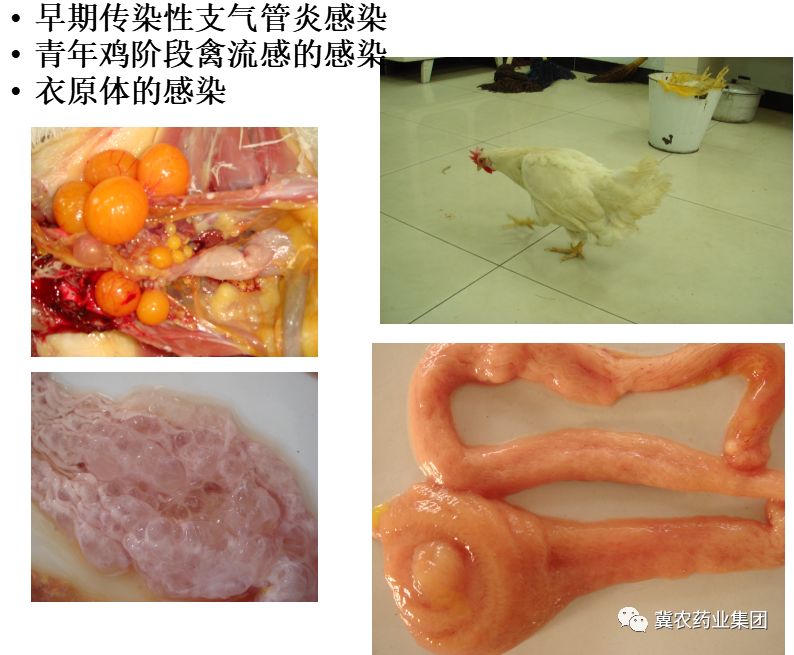 禽流感解剖图图片