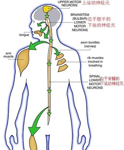 低频治疗仪能治疗什么肌肉痉挛的选择——痉挛肌低频治疗仪_https://www.jmylbn.com_新闻资讯_第2张