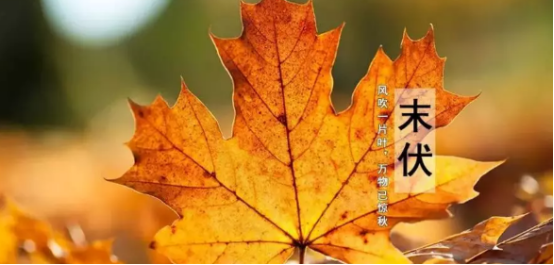 古法经络|怎么平稳地度过最后的三伏天？