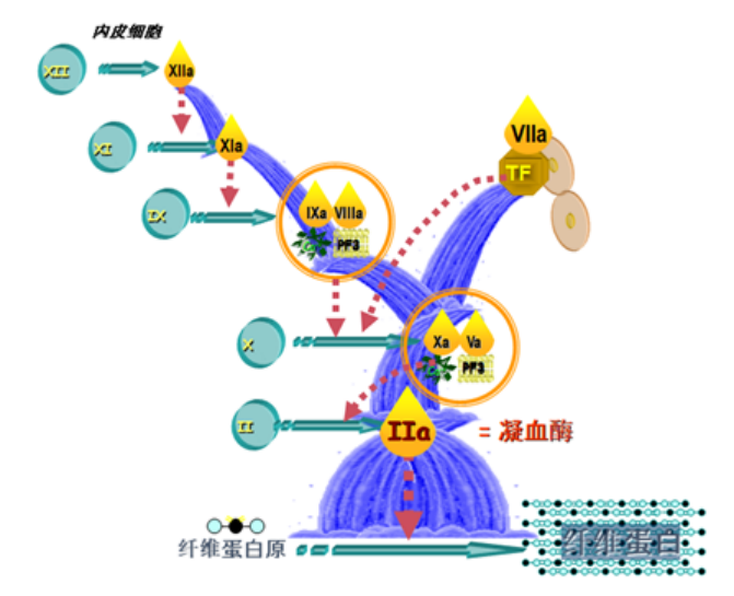 act什么监测项目施尔检验｜教你看懂“凝血五项”-上海聚慕医疗器械有限公司