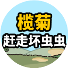 榄菊赶走坏虫虫