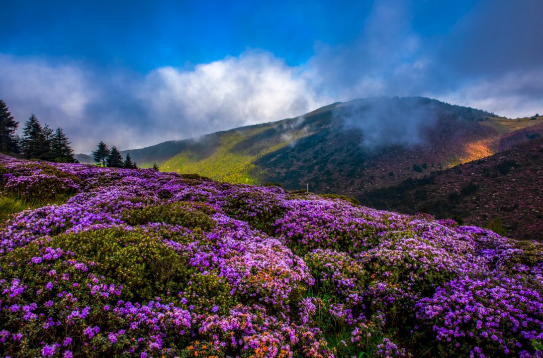 索玛花海上线邂逅一场浪漫花开