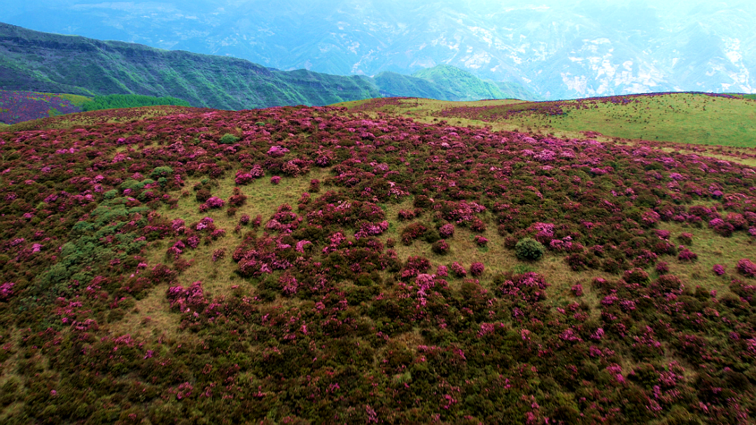 "索玛花海"上线,邂逅一场浪漫花开_智利_新闻_华人头条