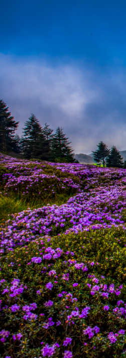索玛花海上线邂逅一场浪漫花开