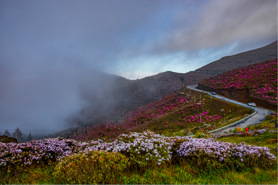 索玛花海上线邂逅一场浪漫花开