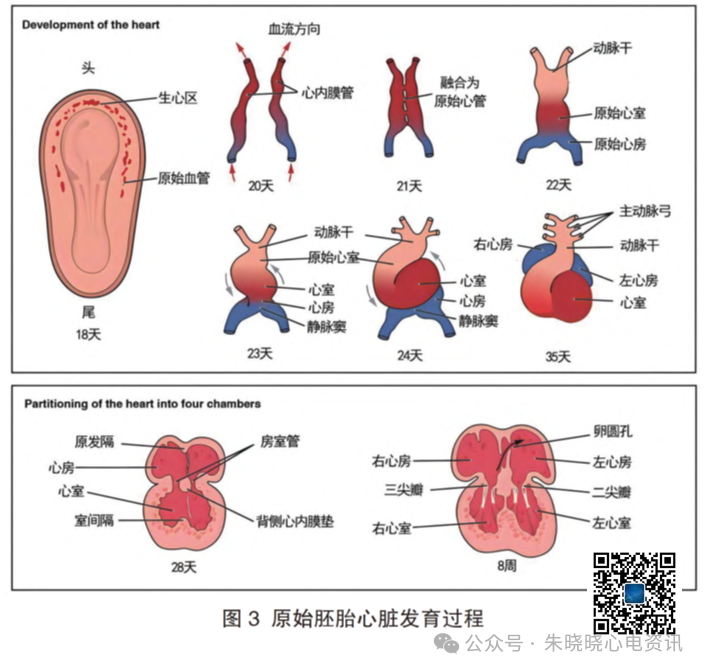 胎儿心电图是什么意思儿童心脏发育与心电图概述_https://www.jmylbn.com_新闻资讯_第6张