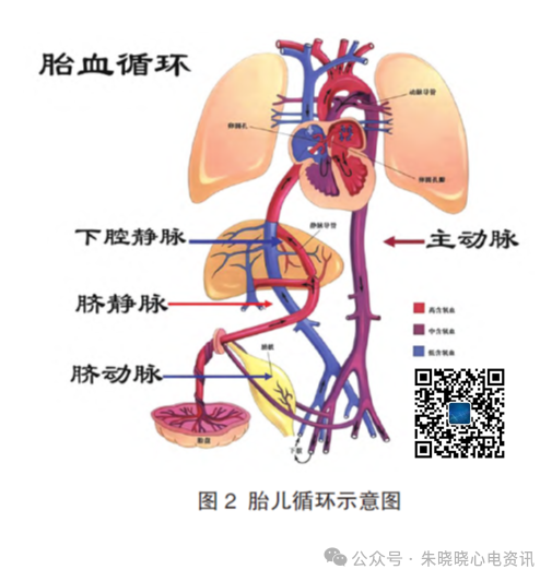 胎儿心电图是什么意思儿童心脏发育与心电图概述_https://www.jmylbn.com_新闻资讯_第5张