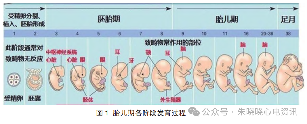 胎儿心电图是什么意思儿童心脏发育与心电图概述_https://www.jmylbn.com_新闻资讯_第4张