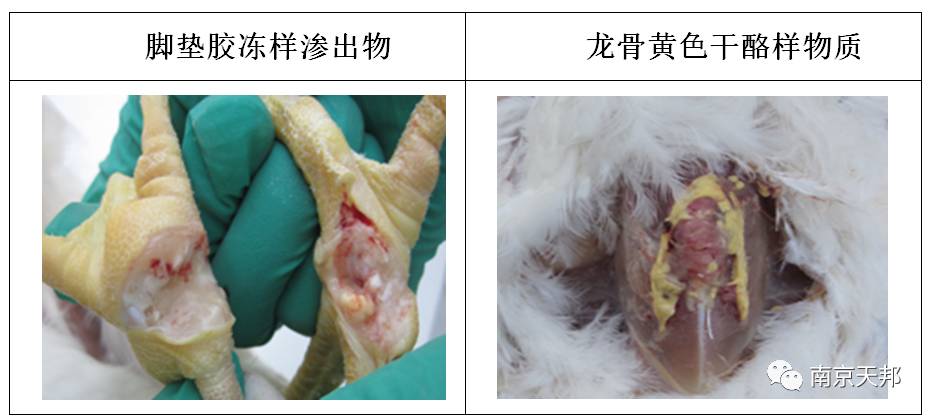 鸡支原体用什么治疗效果好