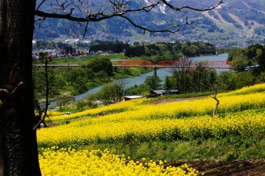 新潟縣，除了世上最好的稻米，還有絕美的藝術風光～ 旅行 第41張