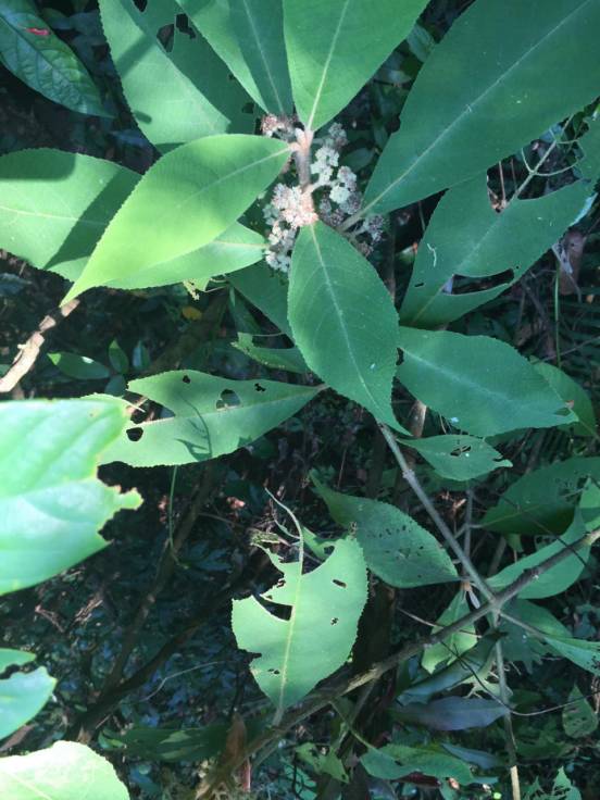 大葉紫珠,馬鞭草科馬櫻丹,馬鞭草科海金沙,海金沙科,海金沙屬凌霄