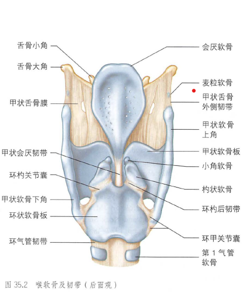 什么是喉镜叶片会厌解剖与气管插管术+视频-上海聚慕医疗器械有限公司