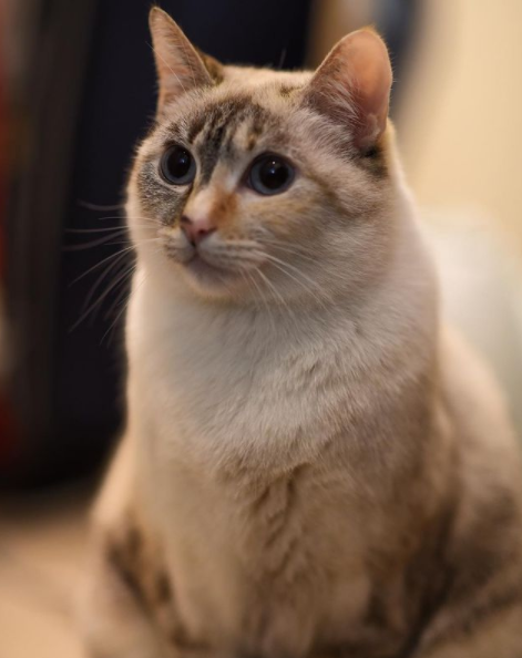 前主人告诫猫爱男 她不以为意 一年后好后悔 Hi有料