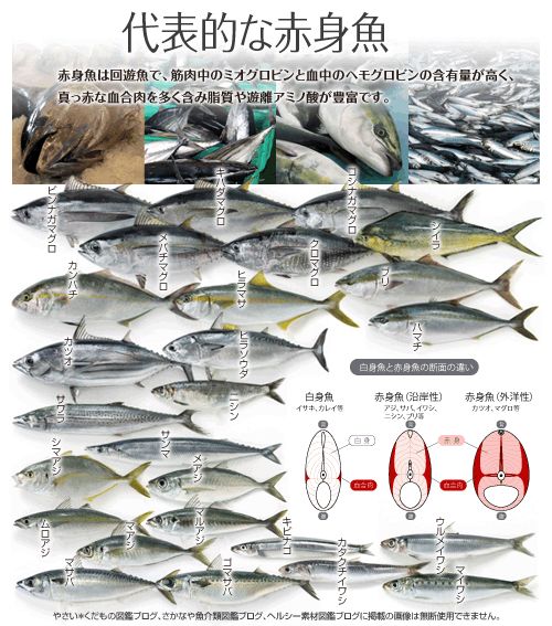 島鰺 就是傳説中的大大大竹莢魚哦 丸食堂 微文庫