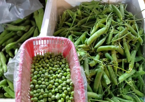 毛豆怎么煮_毛豆哪里人_绿毛豆官网