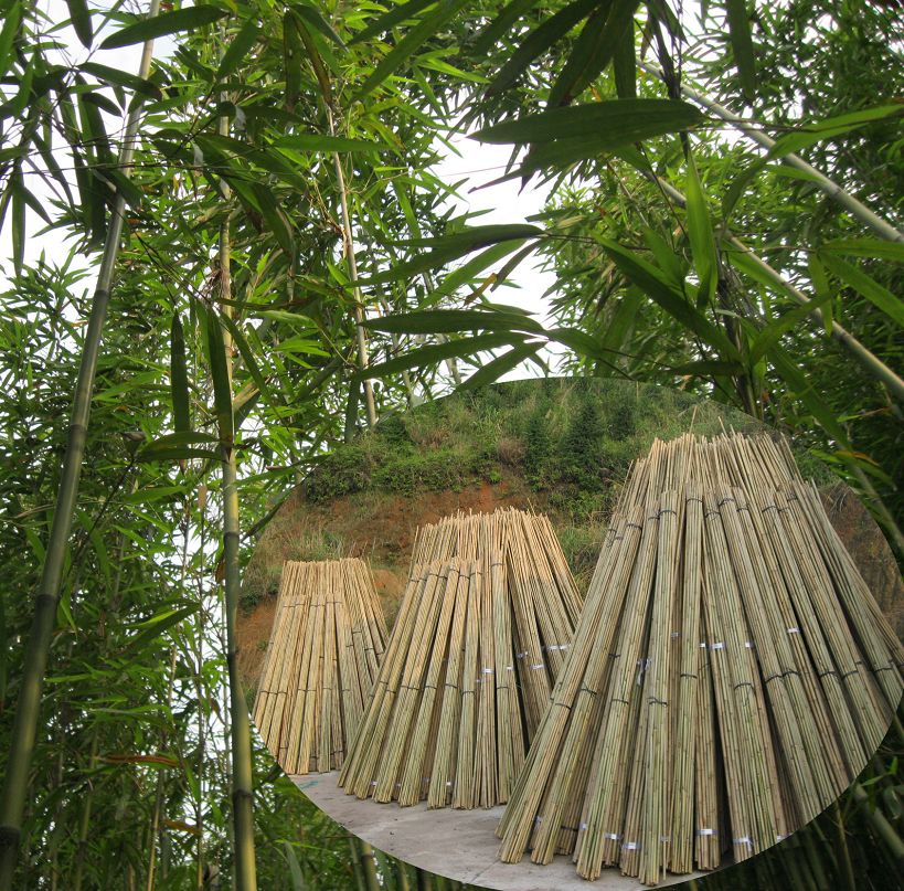 【围观】厉害了,我们的怀集"钢竹"!--肇房网