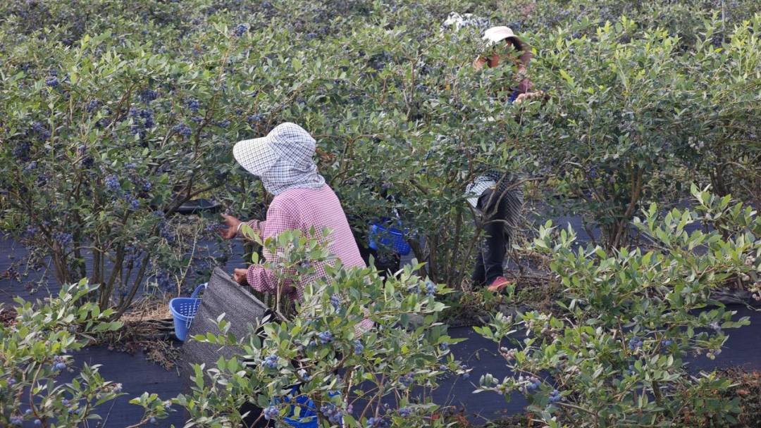 工人采摘蓝莓