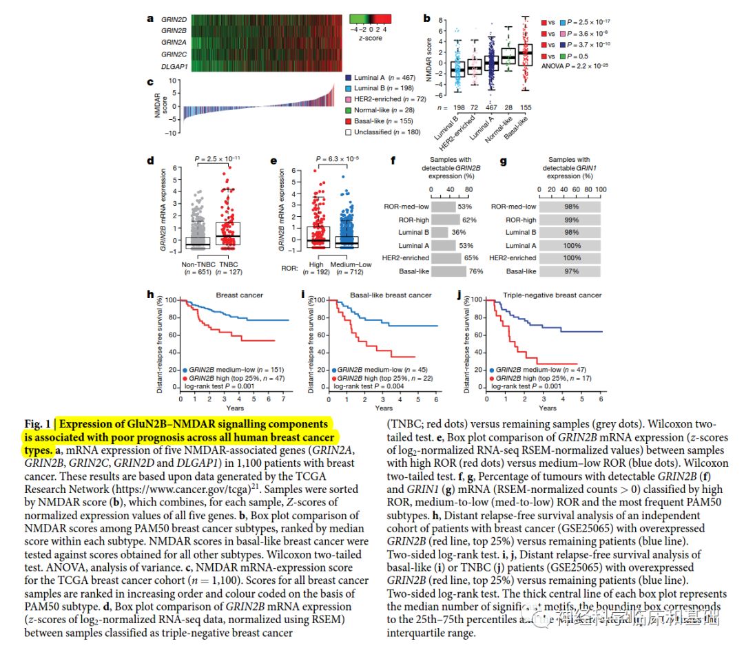 



Nature—癌细胞会伪装成星型胶质细胞！！乳腺癌细胞转移入脑可能与神经元激活癌细胞NMDAR信号通路有关
