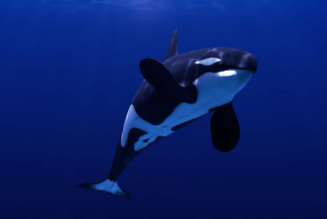 即將有一場海洋沉浸式體驗互動展在上海舉辦