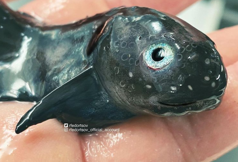 俄罗斯渔夫多年来不断捕到怪奇深海生物，感受来自深渊的恐惧（组图） - 43
