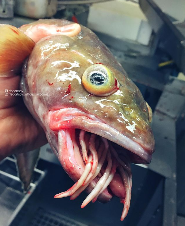 俄罗斯渔夫多年来不断捕到怪奇深海生物，感受来自深渊的恐惧（组图） - 25