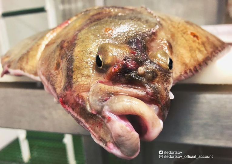 俄罗斯渔夫多年来不断捕到怪奇深海生物，感受来自深渊的恐惧（组图） - 29