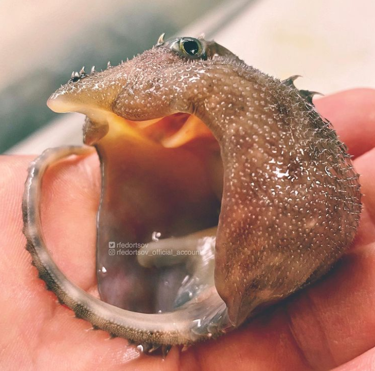 俄罗斯渔夫多年来不断捕到怪奇深海生物，感受来自深渊的恐惧（组图） - 34