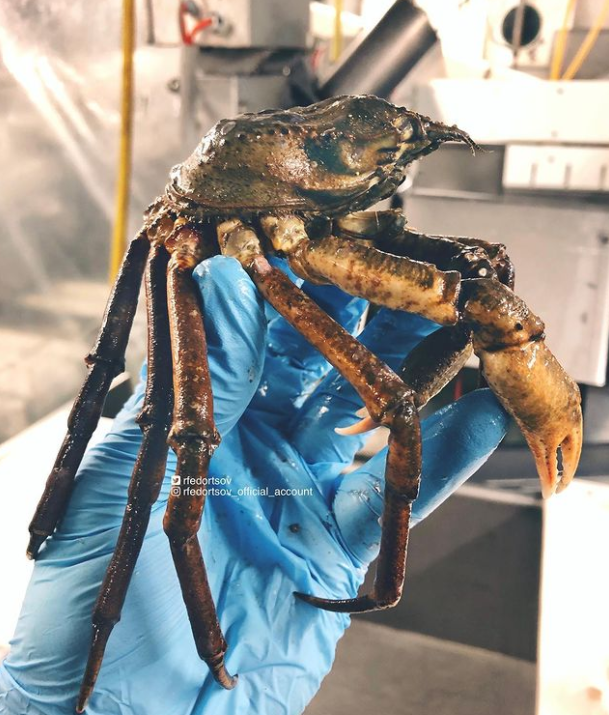 俄罗斯渔夫多年来不断捕到怪奇深海生物，感受来自深渊的恐惧（组图） - 37