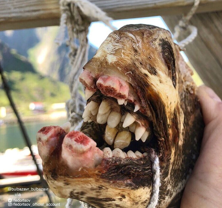 俄罗斯渔夫多年来不断捕到怪奇深海生物，感受来自深渊的恐惧（组图） - 23