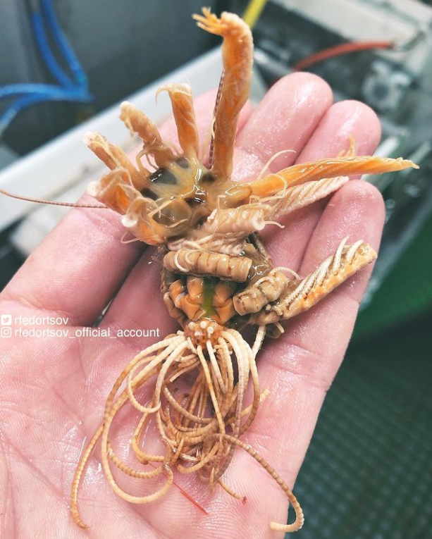 俄罗斯渔夫多年来不断捕到怪奇深海生物，感受来自深渊的恐惧（组图） - 27